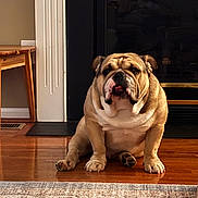 Bumpy joined the competition — help win amazing prizes! bulldog, dog, pet, animal, sitting, portrait, indoors, fireplace, hardwood_floor, rug, home, wrinkles, tongue, ears, paws, brown_and_white, short-haired, front_view, cute, funny