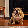 animal, brown_and_white, bulldog, cute, dog, ears, fireplace, front_view, funny, hardwood_floor, home, indoors, paws, pet, portrait, rug, short-haired, sitting, tongue, wrinkles
