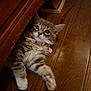 animal, cat, collar, curious, cute, flower, fluffy, fur, furniture, gray, indoor, kitten, lying_down, paw, pet, small, whiskers, white, wooden_floor, young