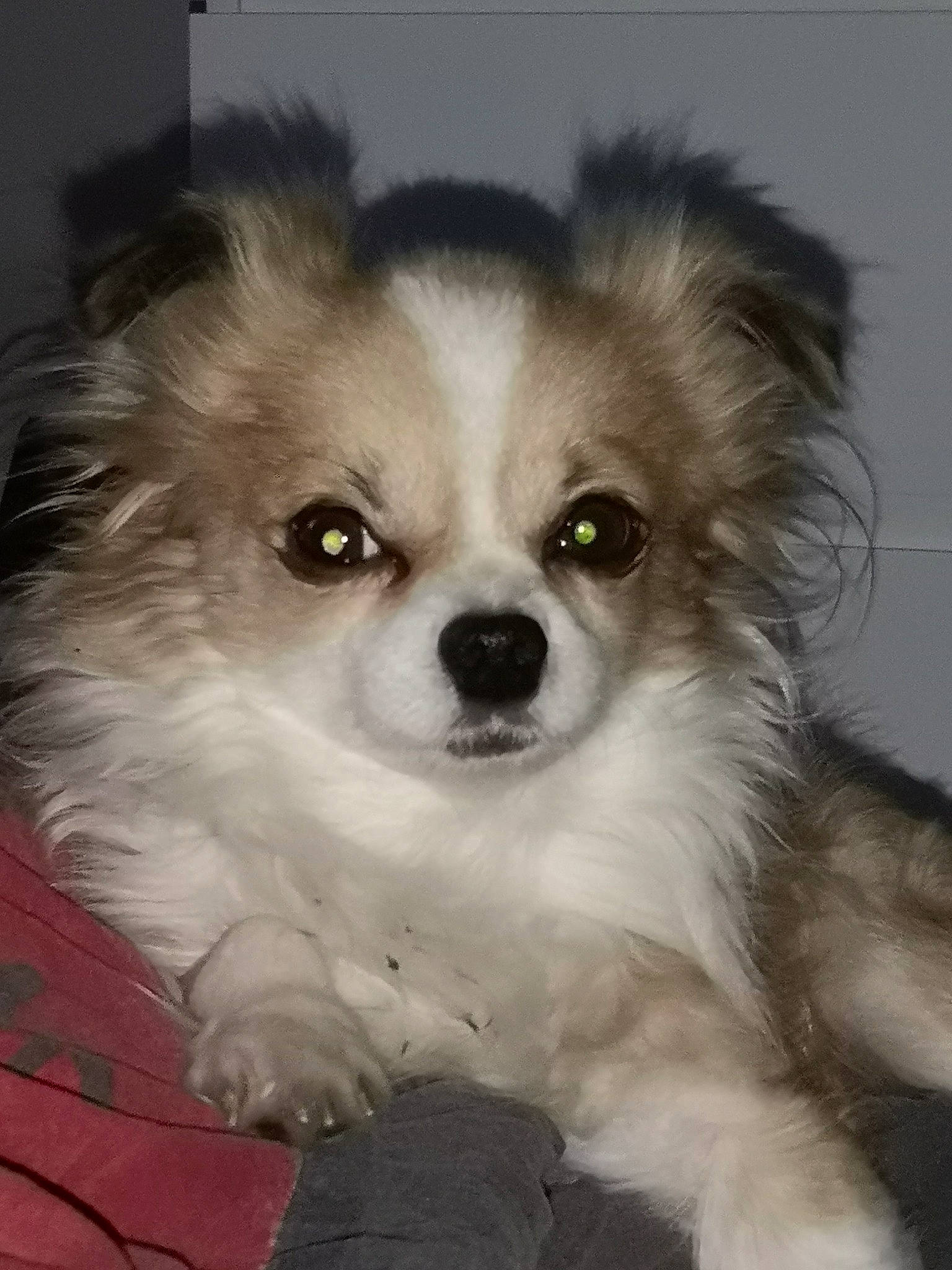 Gadget participe au concours pour gagner de l'argent avec cette photo : canidae, carnivore, companion_dog, dog, dog_breed, fur, german_spitz, german_spitz_klein, german_spitz_mittel, iris, non_sporting_group, pomeranian, puppy, snout, spitz, sporting_group, toy_dog, vertebrate, whiskers, working_animal