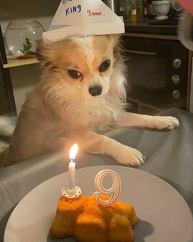 Gadget a rejoint le concours — aidez-le/la à gagner de superbes lots ! birthday_candle, candle, carnivore, cuisine, dessert, dish, dishware, dog, dog_breed, fire, flame, food, fur, ingredient, plate, pomeranian, spitz, sweetness, toy_dog, wax