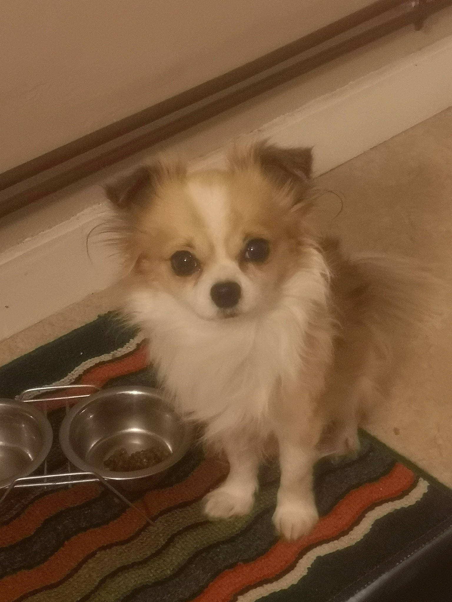 Gadget participe au concours pour gagner de l'argent avec cette photo : bowl, canidae, carnivore, companion_dog, dishware, dog, dog_breed, fawn, home_accessories, kitchen_utensil, mammal, mixing_bowl, non_sporting_group, papillon, plate, puppy, serveware, snout, toy_dog, working_animal