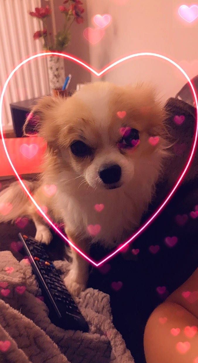 Gadget a rejoint le concours — aidez-le/la à gagner de superbes lots ! canidae, carnivore, companion_dog, dog, dog_breed, dog_supply, fur, iris, non_sporting_group, pet_supply, pink, pomeranian, puppy, snout, spitz, stuffed_toy, tongue, toy, toy_dog, whiskers