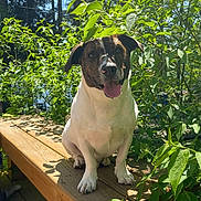 Remington is registered to the contest to win money with this photo: dog, bench, wood, plants, greenery, sunlight, outdoor, nature, happy, pet, tongue_out, forest, leaves, daylight, animal, smiling, sitting, brindle, white_coat, wooden_bench