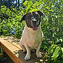 dog, bench, wood, plants, greenery, sunlight, outdoor, nature, happy, pet, tongue_out, forest, leaves, daylight, animal, smiling, sitting, brindle, white_coat, wooden_bench