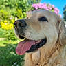 Pandora participe au concours pour gagner de l'argent avec cette photo : animal, blue_sky, canine, close_up, daytime, dog, flowers, fur, garden, golden_retriever, greenery, happy, harness, nature, outdoor, pet, playful, summer, sunny, tongue_out