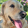Pandora a rejoint le concours — aidez-le/la à gagner de superbes lots ! animal, canine, close_up, daylight, dog, flowers, fur, golden_retriever, greenery, happy, leisure, muzzle, nature, outdoor, pet, playful, portrait, summer, sunny, tongue_out