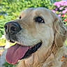 animal, bright, canine, closeup, collar, dog, flower, friendly, fur, garden, golden_retriever, greenery, happy, nature, outdoor, pet, portrait, summer, sunlight, tongue_out