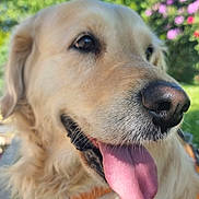 Pandora a rejoint le concours — aidez-le/la à gagner de superbes lots ! animal, blue_sky, canine, close_up, dog, flowers, fur, garden, golden_retriever, greenery, happy, nature, outdoor, pet, playful, portrait, snout, summer, sunlight, tongue_out