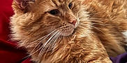 Emilio is registered to the contest to win money with this photo: cat, orange_cat, fluffy_fur, tabby, pet, animal, whiskers, bed, blanket, red_blanket, purple_blanket, relaxing, indoor, feline, cute, cozy, resting, closeup, fur, sleepy