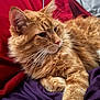 cat, orange_cat, fluffy_fur, tabby, pet, animal, whiskers, bed, blanket, red_blanket, purple_blanket, relaxing, indoor, feline, cute, cozy, resting, closeup, fur, sleepy