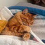 Emilio is registered to the contest to win money with this photo: cat, orange_tabby, sleeping, blanket, cozy, fur, pet, indoor, paw, resting, cute, domestic_cat, soft, warm, comfortable, feline, animal, snuggled, relaxed, bedroom