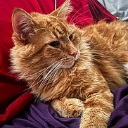 Emilio is registered to the contest to win money with this photo: cat, orange_cat, fluffy_fur, tabby, pet, animal, whiskers, bed, blanket, red_blanket, purple_blanket, relaxing, indoor, feline, cute, cozy, resting, closeup, fur, sleepy