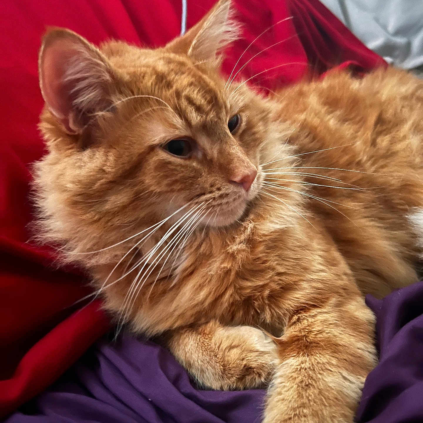Emilio is registered to the contest to win money with this photo: animal, bed, blanket, cat, closeup, cozy, cute, feline, fluffy_fur, fur, indoor, orange_cat, pet, purple_blanket, red_blanket, relaxing, resting, sleepy, tabby, whiskers