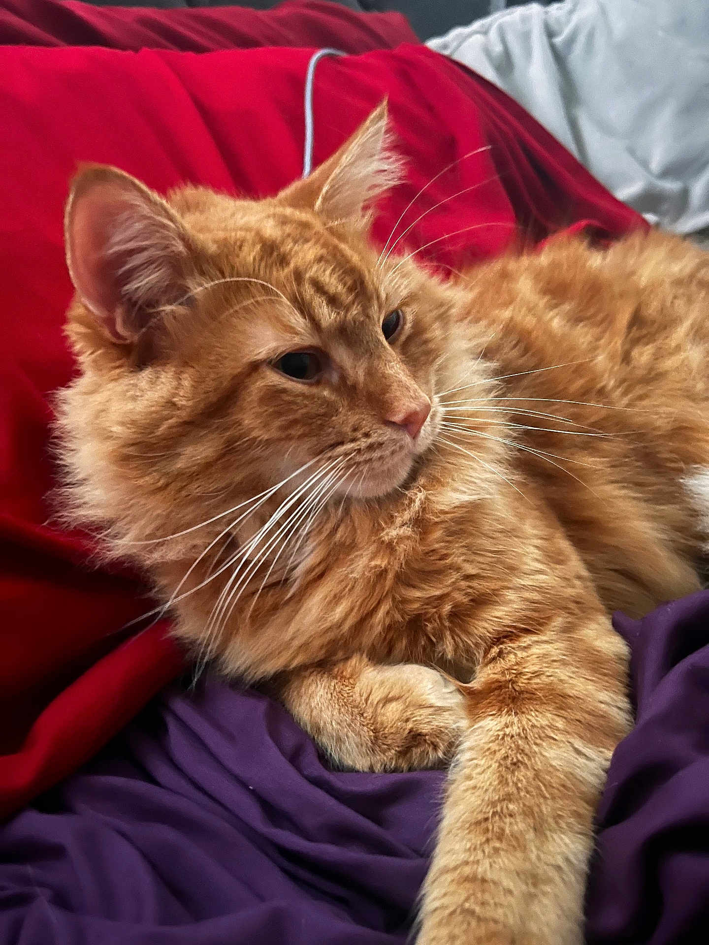Emilio is registered to the contest to win money with this photo: cat, orange_cat, fluffy_fur, tabby, pet, animal, whiskers, bed, blanket, red_blanket, purple_blanket, relaxing, indoor, feline, cute, cozy, resting, closeup, fur, sleepy
