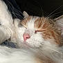 animal, calico, cat, close_up, cute, domestic_cat, ears, face, feline, fluffy, fur, indoor, peaceful, pet, pink_nose, relaxed, resting, sleeping, soft, whiskers