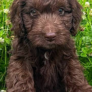Cooper joined the competition — help win amazing prizes! puppy, dog, brown_fur, curly_fur, grass, greenery, outdoor, nature, animal, cute, pet, young_dog, closeup, portrait, clover, stone, paws, fur, adorable, eyes