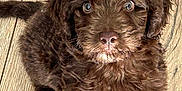 Cooper joined the competition — help win amazing prizes! puppy, dog, brown, fluffy, cute, pet, animal, looking_up, wooden_floor, indoor, young, fur, small, adorable, sitting, canine, companion, friendly, closeup, curious