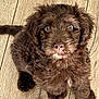 puppy, dog, brown, fluffy, cute, pet, animal, looking_up, wooden_floor, indoor, young, fur, small, adorable, sitting, canine, companion, friendly, closeup, curious