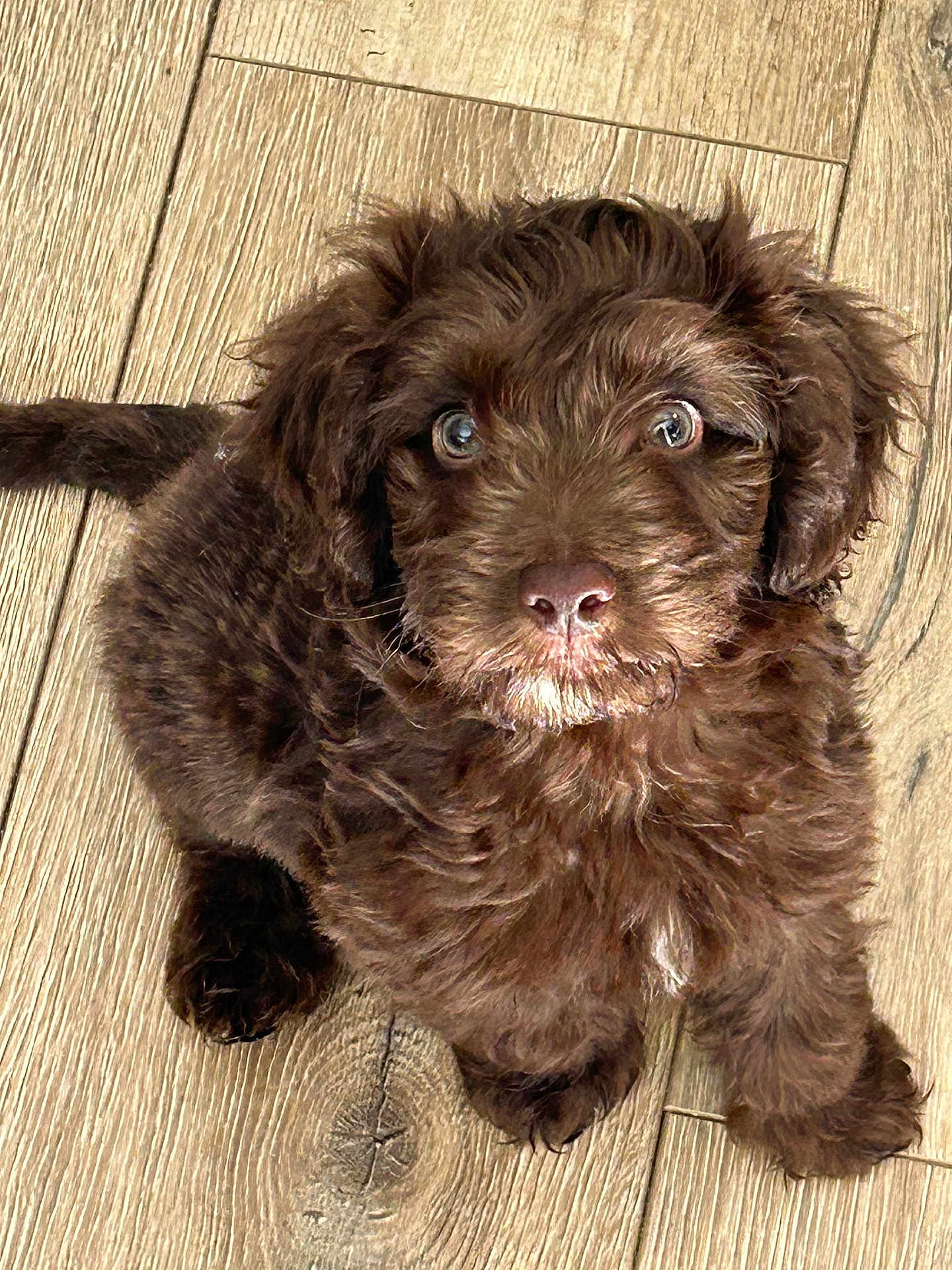 Cooper joined the competition — help win amazing prizes! puppy, dog, brown, fluffy, cute, pet, animal, looking_up, wooden_floor, indoor, young, fur, small, adorable, sitting, canine, companion, friendly, closeup, curious