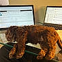 Cooper joined the competition — help win amazing prizes! puppy, dog, sleeping, glass_desk, laptop, technology, workstation, brown_fur, indoor, relaxation, office, pet, animal, computer, screen, paper, cozy, napping, desk, home_office