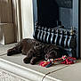 Cooper joined the competition — help win amazing prizes! dog, puppy, sleeping, toy, rope_toy, fireplace, hearth, indoor, carpet, brown, curly_fur, resting, cozy, pet, animal, floor, relaxing, home, quiet, peaceful