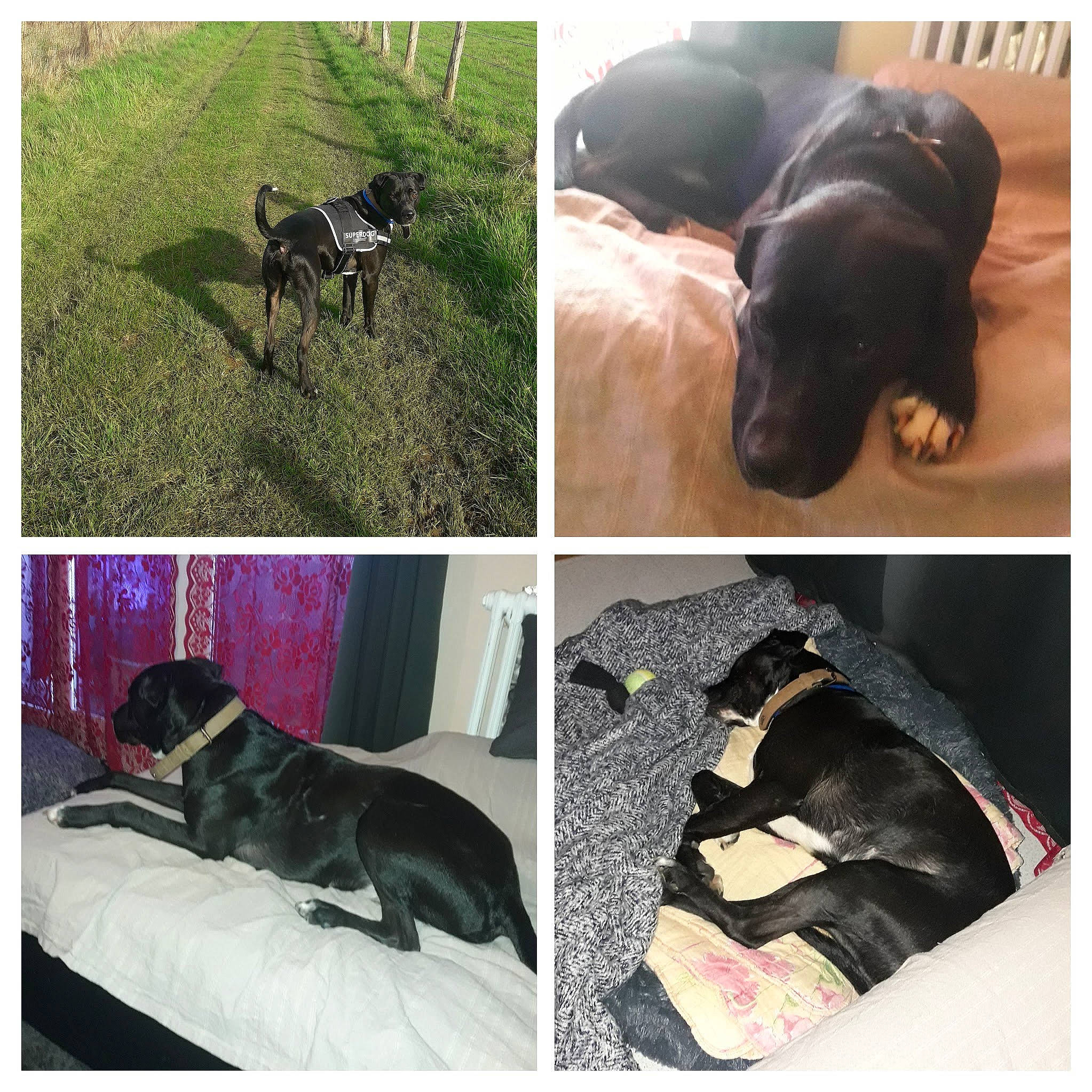 Binks a rejoint le concours — aidez-le/la à gagner de superbes lots ! black, canidae, carnivore, collage, collar, comfort, companion_dog, dog, dog_breed, dog_collar, dog_supply, green, light, liver, mammal, pet_supply, rectangle, sporting_group, stock_photography, working_animal