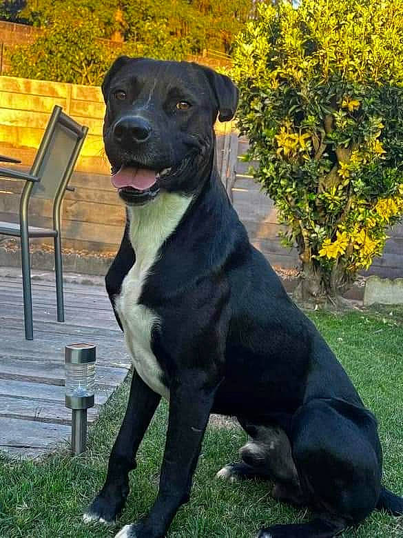 Binks participe au concours pour gagner de l'argent avec cette photo : bench, borador, canidae, carnivore, collar, companion_dog, dog, dog_breed, dog_collar, fawn, grass, guard_dog, gun_dog, outdoor_bench, outdoor_furniture, plant, snout, sporting_group, working_animal, working_dog