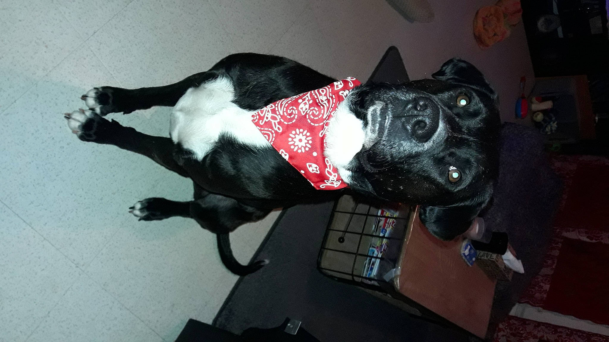 Binks a rejoint le concours — aidez-le/la à gagner de superbes lots ! art, canidae, carmine, carnivore, collar, companion_dog, dog, dog_breed, dog_clothes, dog_collar, dog_supply, fur, guard_dog, leash, non_sporting_group, pet_supply, snout, sporting_group, tail, working_animal