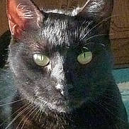 Salem is registered to the contest to win money with this photo: animal, black_cat, cat, close_up, closeup, cute, domestic_cat, ears, feline, fur, green_eyes, head, indoor, nose, pet, portrait, shadow, stare, sunlight, whiskers