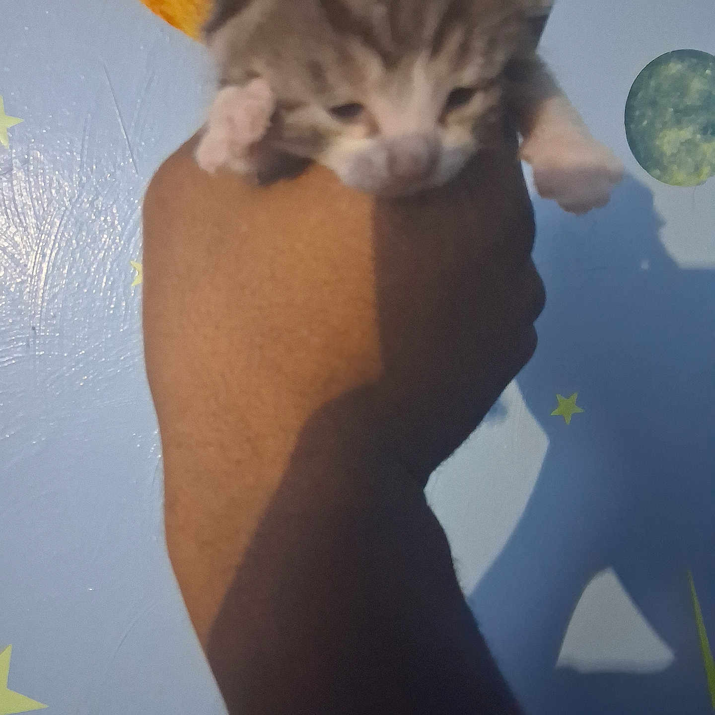 Mcmeow is registered to the contest to win money with this photo: kitten, cat, tabby, animal, pet, feline, young, small, climbing, hanging, paws, fur, striped_fur, stuffed_toy, plush_toy, brown, blue_background, stars, indoor, playful
