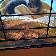 Mcmeow joined the competition — help win amazing prizes! kittens, cats, newborn, sleeping, sleepy, animal, pet, fur, tabby, black_and_white, pink_nose, towel, blanket, cozy, nest, cage, wire_enclosure, indoors, cute, resting