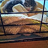 kittens, cats, newborn, sleeping, sleepy, animal, pet, fur, tabby, black_and_white, pink_nose, towel, blanket, cozy, nest, cage, wire_enclosure, indoors, cute, resting