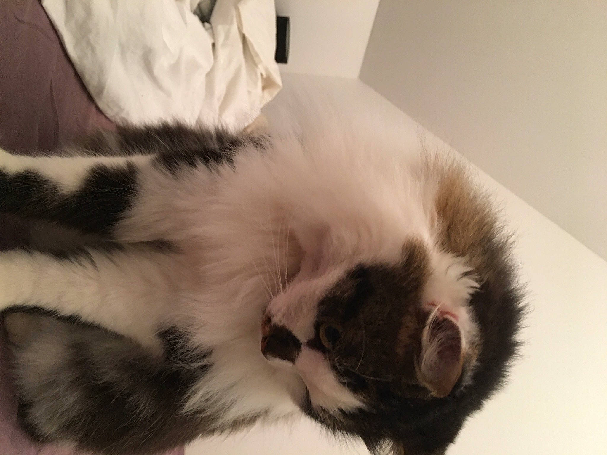 Moumouss a rejoint le concours — aidez-le/la à gagner de superbes lots ! balinese, carnivore, cat, claw, comfort, domestic_short_haired_cat, felidae, fur, nap, paw, small_to_medium_sized_cats, snout, tail, terrestrial_animal, whiskers