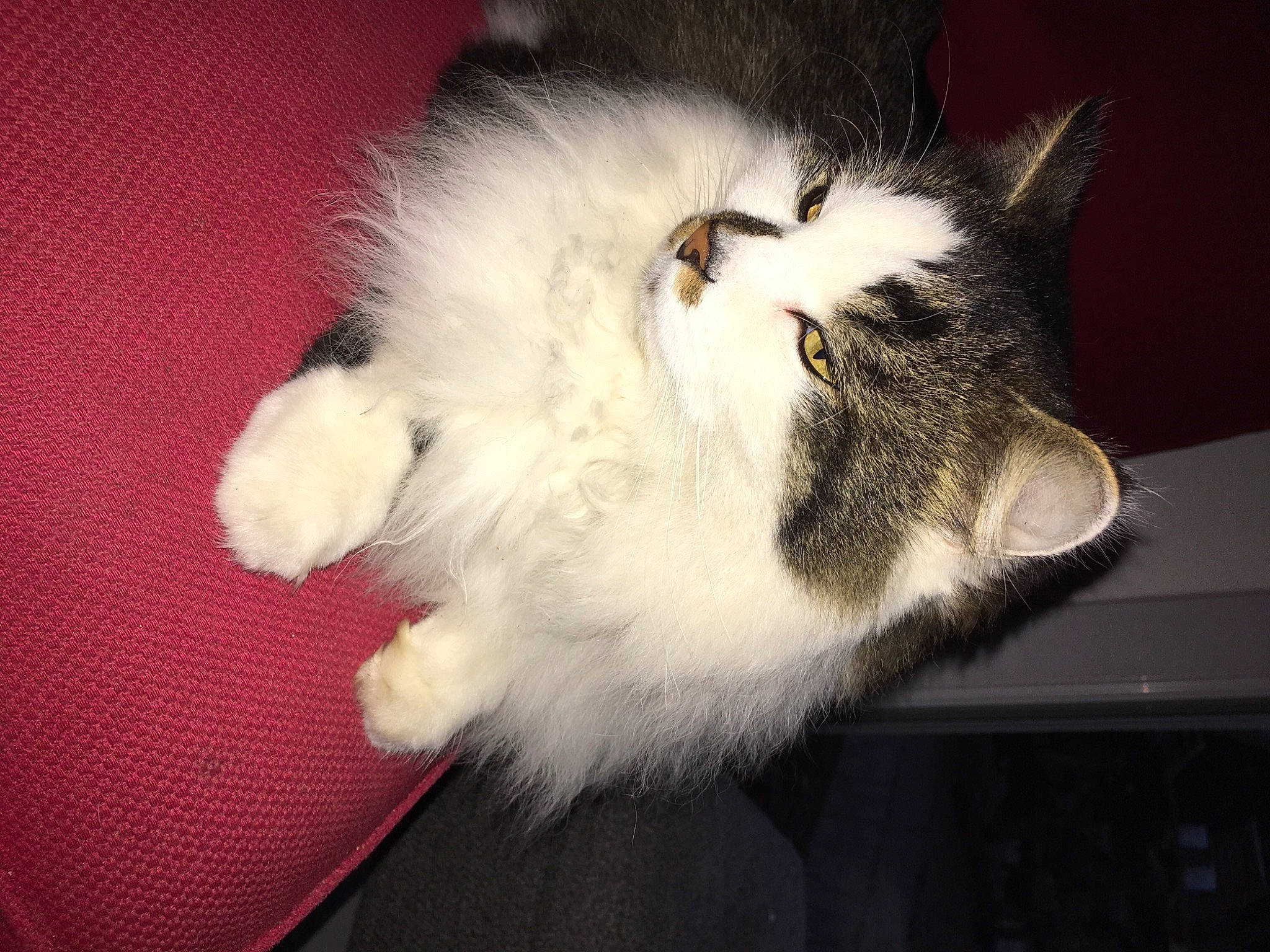 Moumouss participe au concours pour gagner de l'argent avec cette photo : box, carnivore, cat, claw, domestic_short_haired_cat, felidae, fur, paw, small_to_medium_sized_cats, snout, tail, whiskers