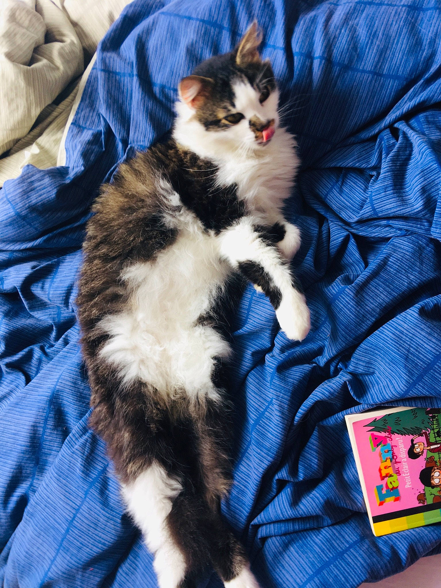 Moumouss participe au concours pour gagner de l'argent avec cette photo : carnivore, cat, cat_supply, claw, comfort, domestic_short_haired_cat, electric_blue, felidae, foot, formal_wear, fur, human_leg, lap, paw, sitting, small_to_medium_sized_cats, snout, tail, tree, whiskers