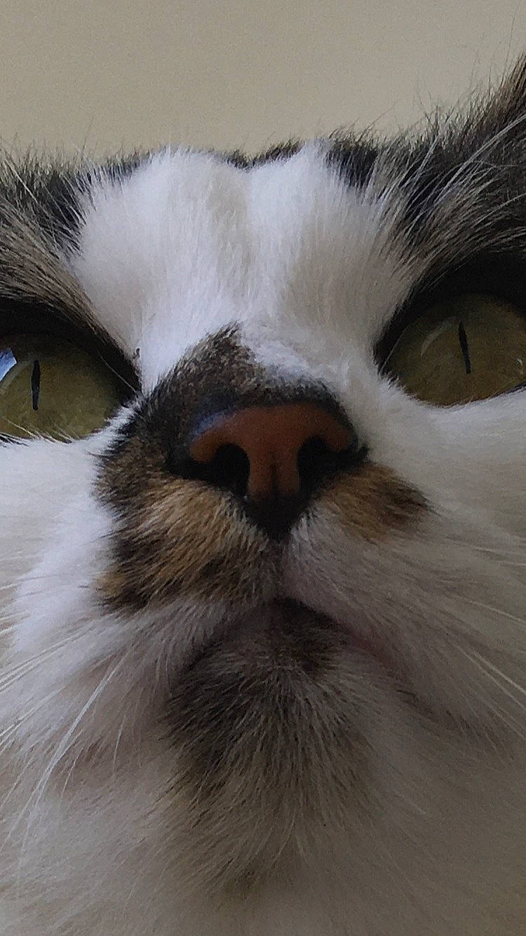 Moumouss participe au concours pour gagner de l'argent avec cette photo : carnivore, cat, comfort, domestic_short_haired_cat, eye, felidae, fur, head, nap, paw, sky, sleep, small_to_medium_sized_cats, snout, terrestrial_animal, whiskers