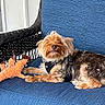Cooper joined the competition — help win amazing prizes! animal, blue_chair, brown_and_white, chair, dog, fur, harness, leash, long_hair, lying_down, orange_toy, outdoor, patio, pet, plush_toy, portrait, relaxed, sitting, small_dog, wicker