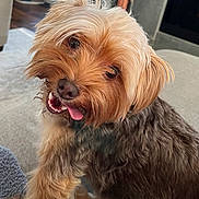 Cooper is registered to the contest to win money with this photo: animal, brown_fur, close_up, couch, dog, fluffy, funny, happy, indoors, living_room, open_mouth, pet, portrait, shaggy, small_dog, smiling, tan_fur, teeth, tongue_out, yorkshire_terrier
