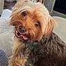 animal, brown_fur, close_up, couch, dog, fluffy, funny, happy, indoors, living_room, open_mouth, pet, portrait, shaggy, small_dog, smiling, tan_fur, teeth, tongue_out, yorkshire_terrier