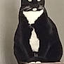 Chica is registered to the contest to win money with this photo: cat, tuxedo_cat, pet, feline, indoor, sitting, cat_tree, whiskers, paws, ears, eyes, black_and_white, portrait, pedestal, stoic, curious, household, closeup, fur, mammal