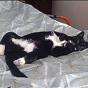 Chica is registered to the contest to win money with this photo: cat, tuxedo_cat, bed, blanket, indoor, pet, paw, belly, green_eyes, whiskers, lounging, cozy, bedroom, fur, white_markings, black_and_white, feline, relaxed, looking_at_camera, playful
