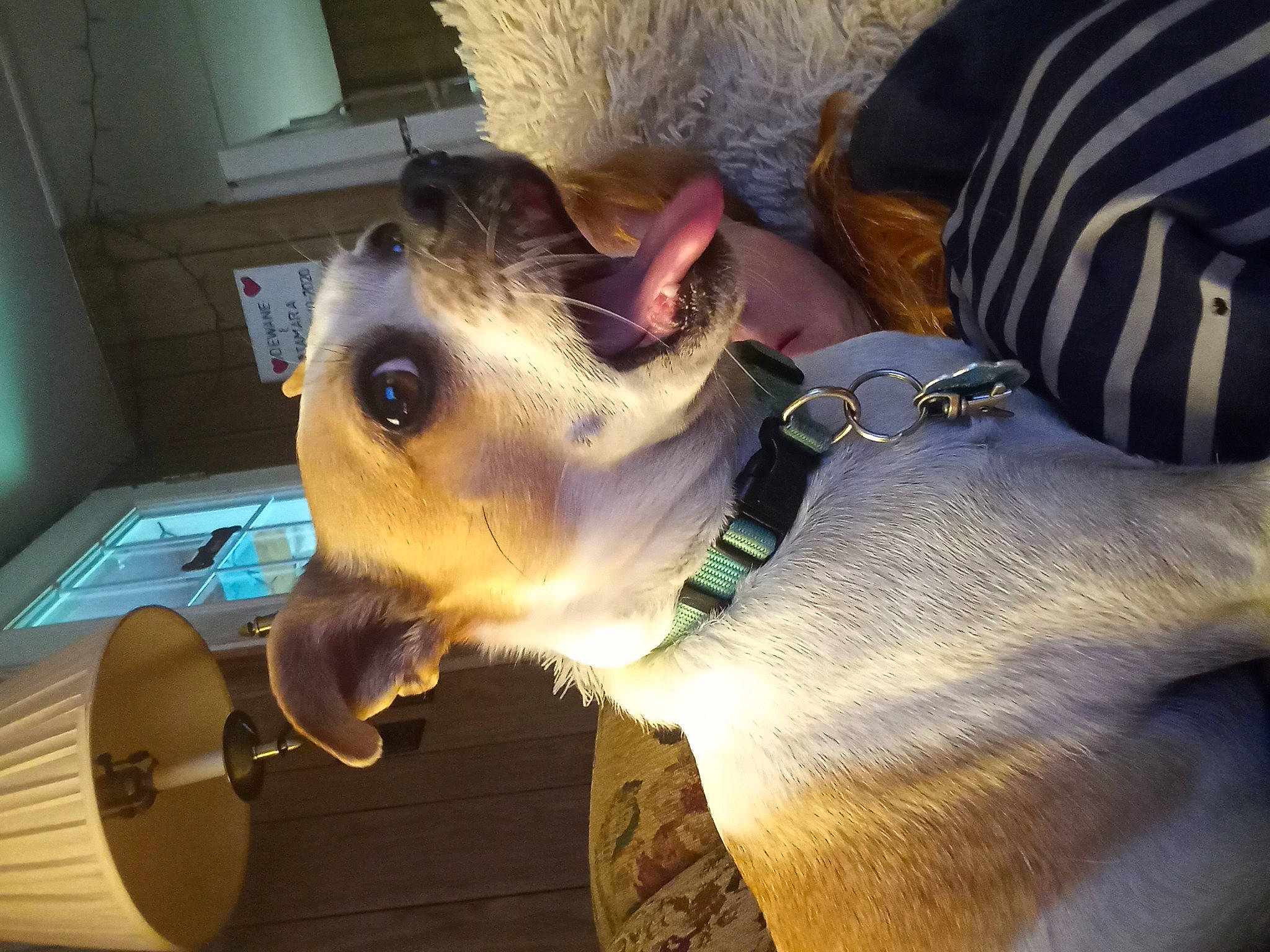 Gizmo joined the competition — help win amazing prizes! art, canidae, carnivore, companion_dog, dog, dog_breed, dog_clothes, ear, eyewear, fawn, felidae, fur, jaw, puppy, small_to_medium_sized_cats, snout, sporting_group, whiskers, wood, working_animal