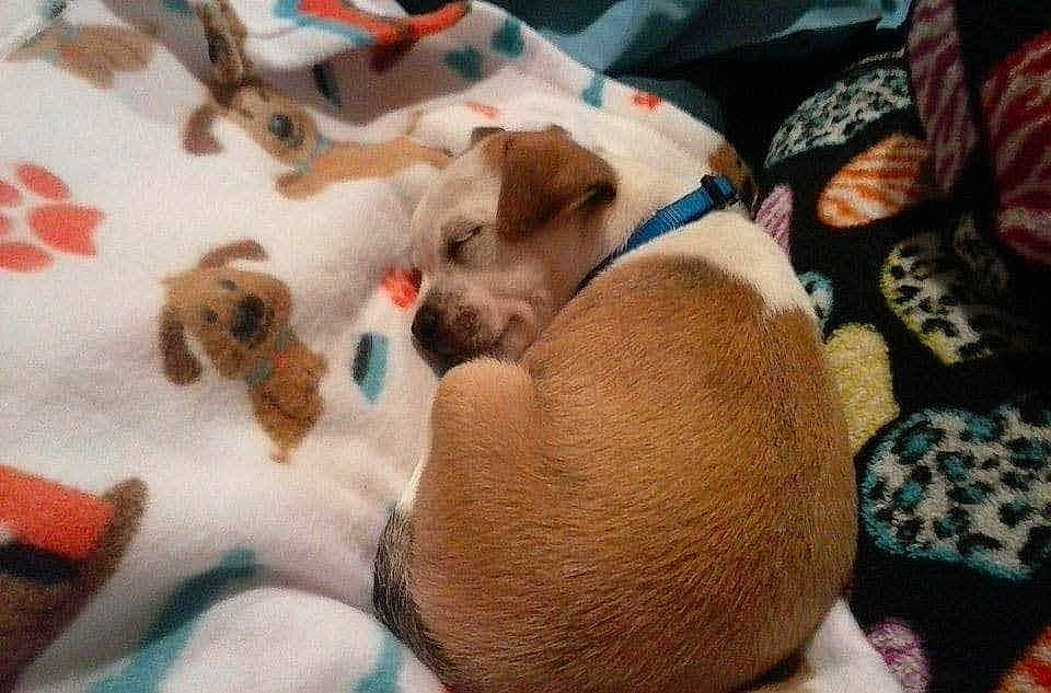 Gizmo joined the competition — help win amazing prizes! canidae, carnivore, comfort, companion_dog, dog, dog_breed, dog_supply, fawn, felidae, fur, linens, nap, paw, pet_supply, sleep, small_to_medium_sized_cats, sporting_group, textile, whiskers, working_animal