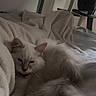 Bahia participe au concours pour gagner de l'argent avec cette photo : cat, white_cat, fluffy, pet, animal, indoor, blanket, bed, cozy, relaxed, sleepy, fur, tail, resting, domestic, feline, soft, comfort, cute, quiet