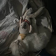 Bahia participe au concours pour gagner de l'argent avec cette photo : cat, sleeping, bed, stuffed_toy, white_fur, cozy, indoor, resting, blanket, soft, cuddle, pet, animal, quiet, calm, feline, fur, toy, relaxation, dark