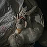 cat, sleeping, bed, stuffed_toy, white_fur, cozy, indoor, resting, blanket, soft, cuddle, pet, animal, quiet, calm, feline, fur, toy, relaxation, dark