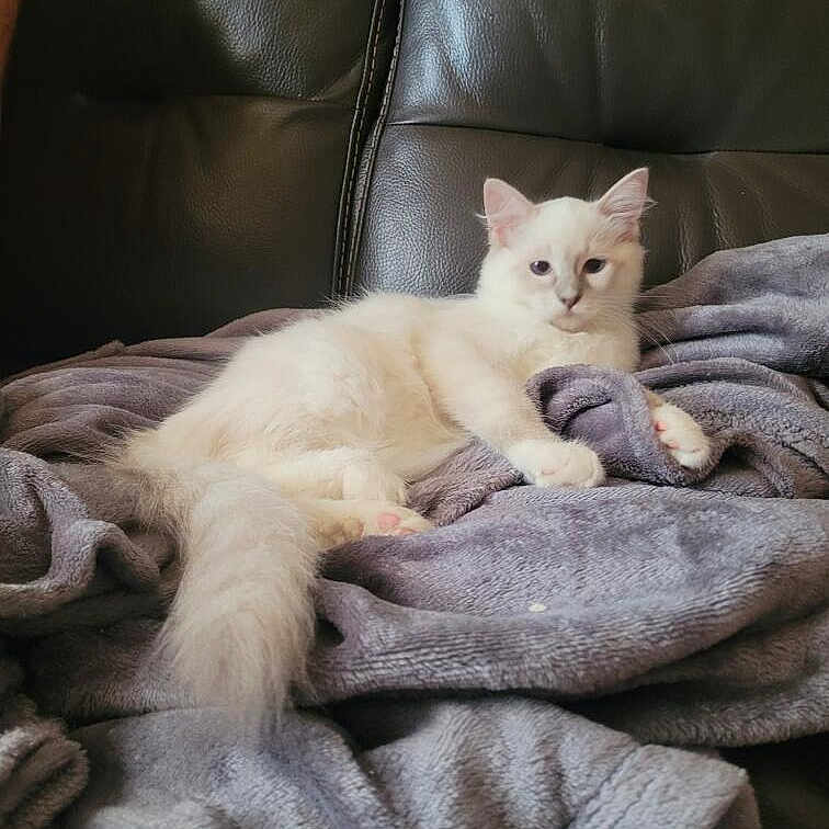 Bahia a rejoint le concours — aidez-le/la à gagner de superbes lots ! cat, white_cat, fluffy_tail, blanket, gray_blanket, leather_couch, indoor, pet, feline, relaxed, resting, cozy, fur, animal, cute, domestic_cat, soft_texture, comfort, lying_down, home