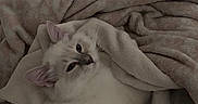Bahia participe au concours pour gagner de l'argent avec cette photo : animal, blanket, blue_eyes, cat, cat_tree, comfort, cozy, curious, cute, feline, fluffy, fur, home, indoor, pet, relaxed, resting, soft, warm, white_cat