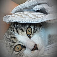 Binouse a rejoint le concours — aidez-le/la à gagner de superbes lots ! cat, close_up, animal, pet, fur, whiskers, eyes, texture, blanket, soft, cozy, cute, indoor, portrait, resting, curious, face, tabby, white, striped